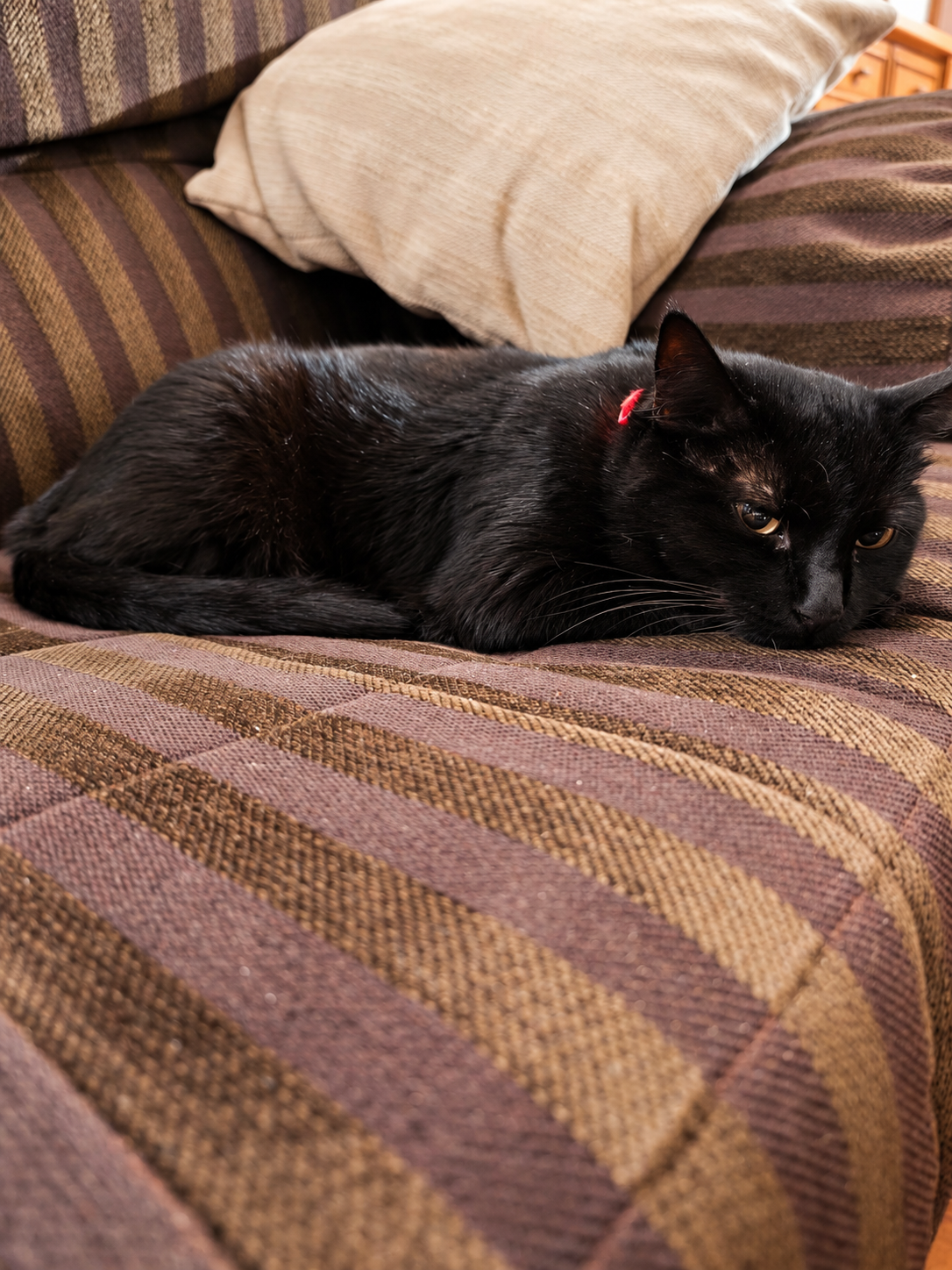 Pebete, The Lover de The Cat Quarters